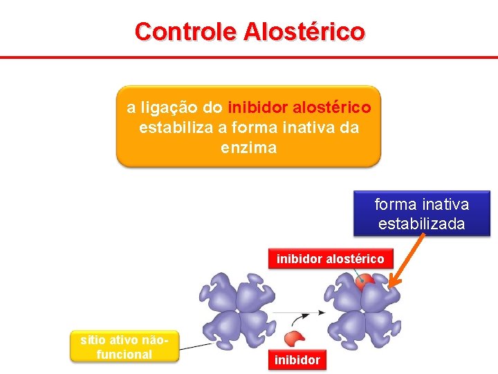 Controle Alostérico a ligação do inibidor alostérico estabiliza a forma inativa da enzima forma