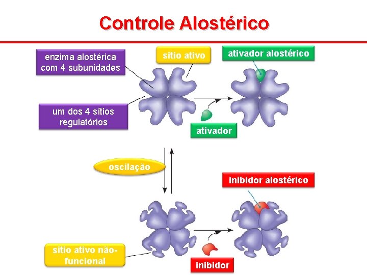 Controle Alostérico enzima alostérica com 4 subunidades um dos 4 sítios regulatórios sitio ativador
