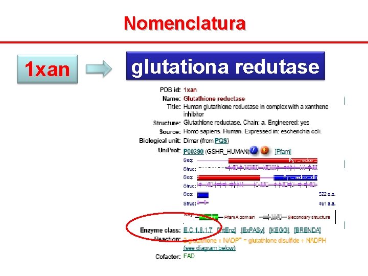 Nomenclatura 1 xan glutationa redutase 