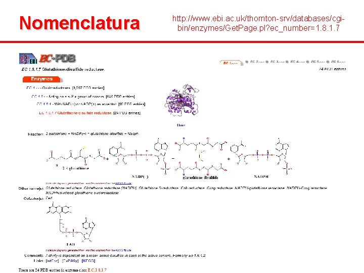 Nomenclatura http: //www. ebi. ac. uk/thornton-srv/databases/cgibin/enzymes/Get. Page. pl? ec_number=1. 8. 1. 7 