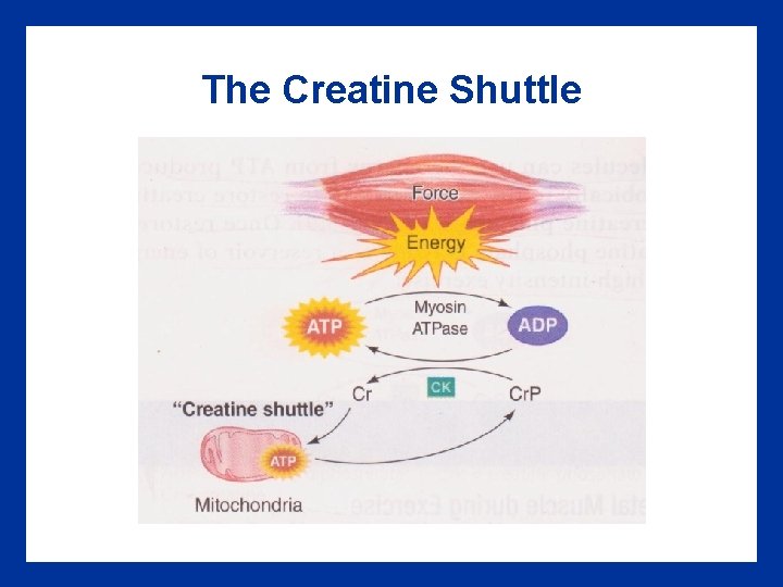 The Creatine Shuttle 