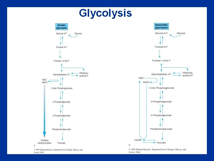 Glycolysis 