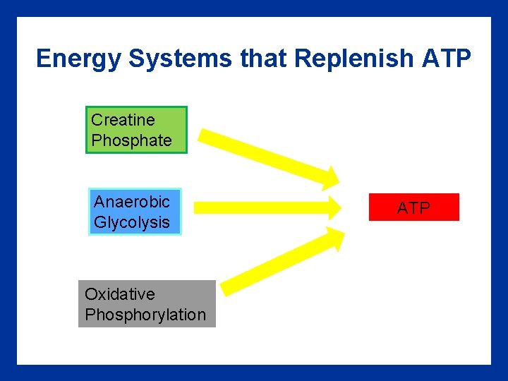 Energy Systems that Replenish ATP Creatine Phosphate Anaerobic Glycolysis Oxidative Phosphorylation ATP 