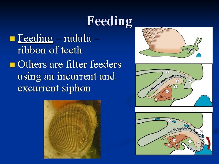 Feeding n Feeding – radula – ribbon of teeth n Others are filter feeders