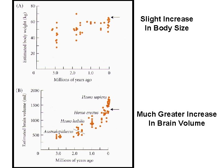 Slight Increase In Body Size Much Greater Increase In Brain Volume 