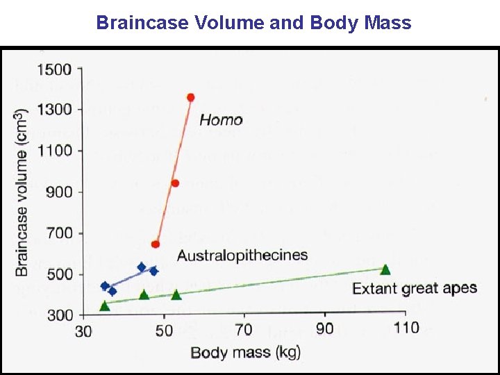 Braincase Volume and Body Mass 
