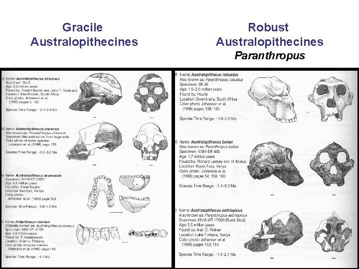 Gracile Australopithecines Robust Australopithecines Paranthropus 