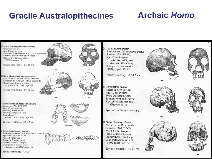 Gracile Australopithecines Archaic Homo 