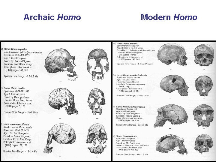 Archaic Homo Modern Homo 