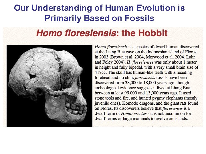 Our Understanding of Human Evolution is Primarily Based on Fossils 