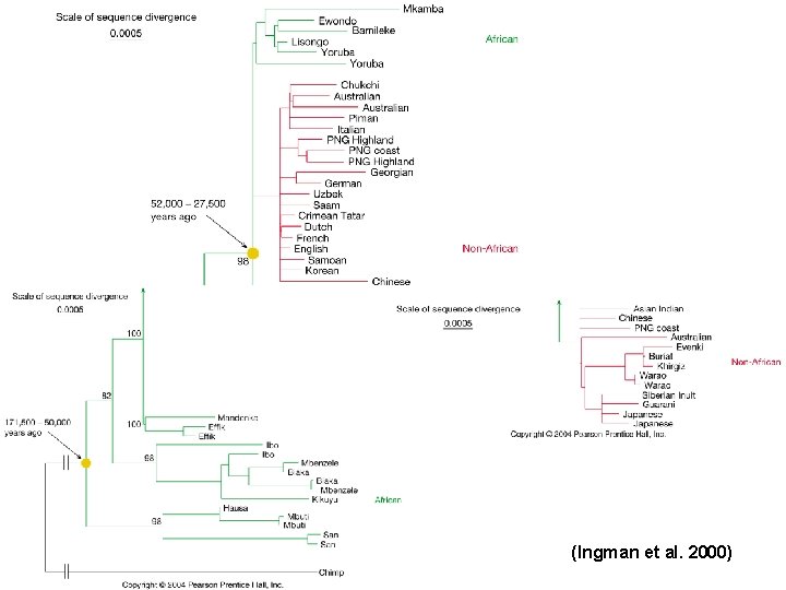 (Ingman et al. 2000) 