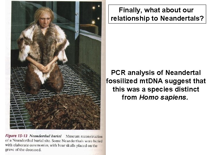 Finally, what about our relationship to Neandertals? PCR analysis of Neandertal fossilized mt. DNA