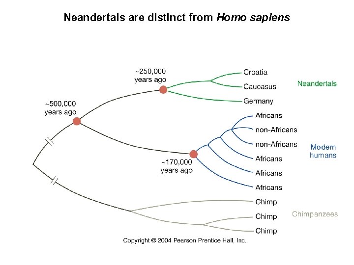 Neandertals are distinct from Homo sapiens 