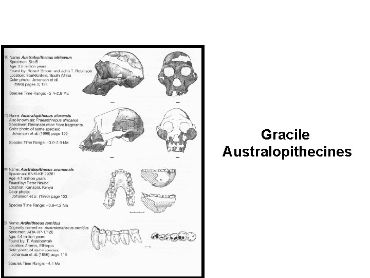 Gracile Australopithecines 