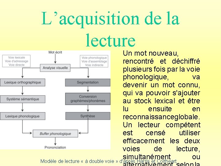 L’acquisition de la lecture Un mot nouveau, rencontré et déchiffré plusieurs fois par la