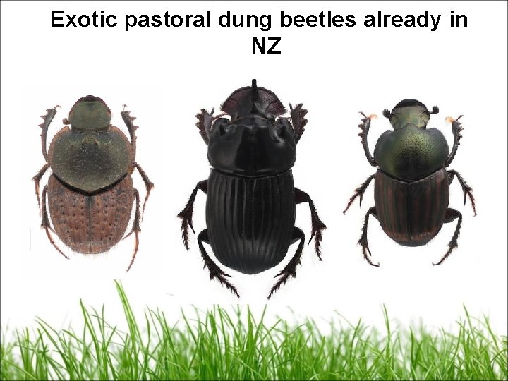 Exotic pastoral dung beetles already in NZ 