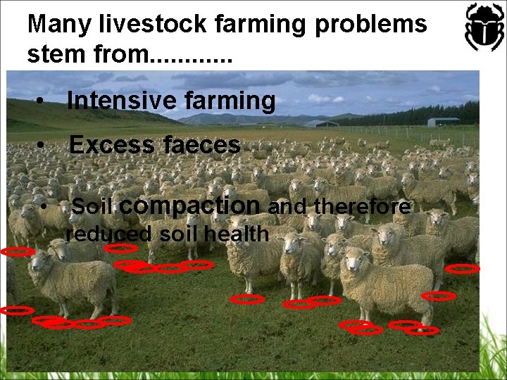 Many livestock farming problems stem from. . . • Intensive farming • Excess faeces