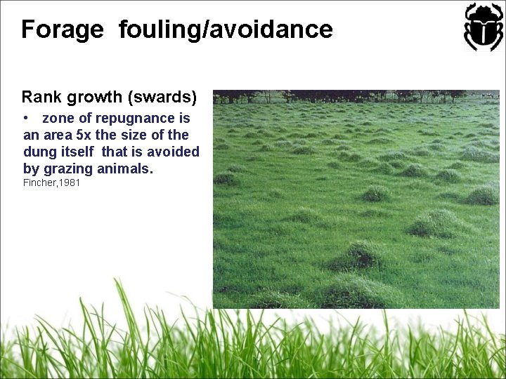 Forage fouling/avoidance Rank growth (swards) • zone of repugnance is an area 5 x