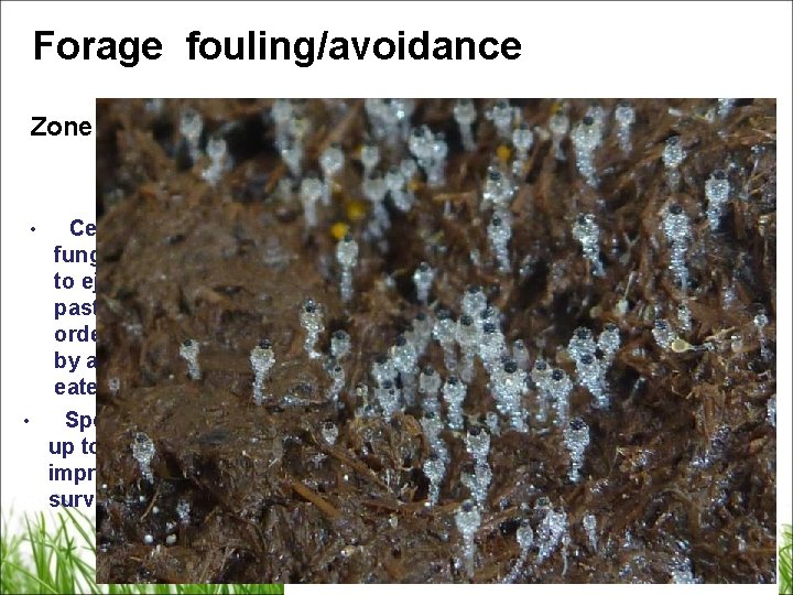 Forage fouling/avoidance Zone of repugnance • • Certain dung living fungi have evolved to