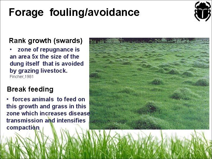 Forage fouling/avoidance Rank growth (swards) • zone of repugnance is an area 5 x