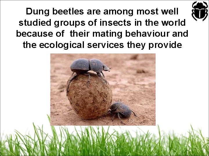 Dung beetles are among most well studied groups of insects in the world because