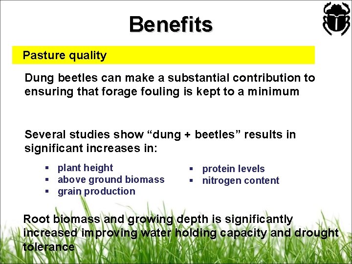 Benefits Pasture quality Dung beetles can make a substantial contribution to ensuring that forage
