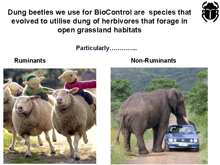 Dung beetles we use for Bio. Control are species that evolved to utilise dung