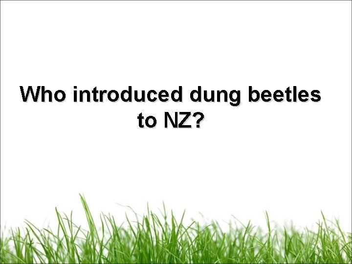Who introduced dung beetles to NZ? 