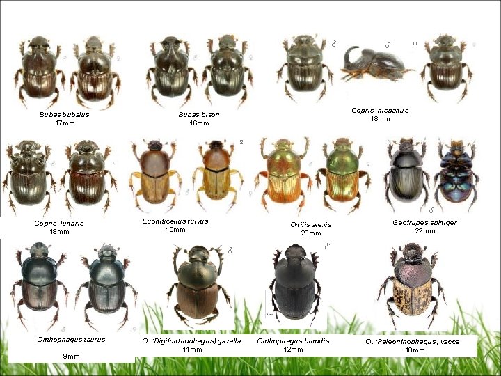 ♂ Bubas bubalus 17 mm ♂ ♀ Copris hispanus 18 mm Bubas bison 16
