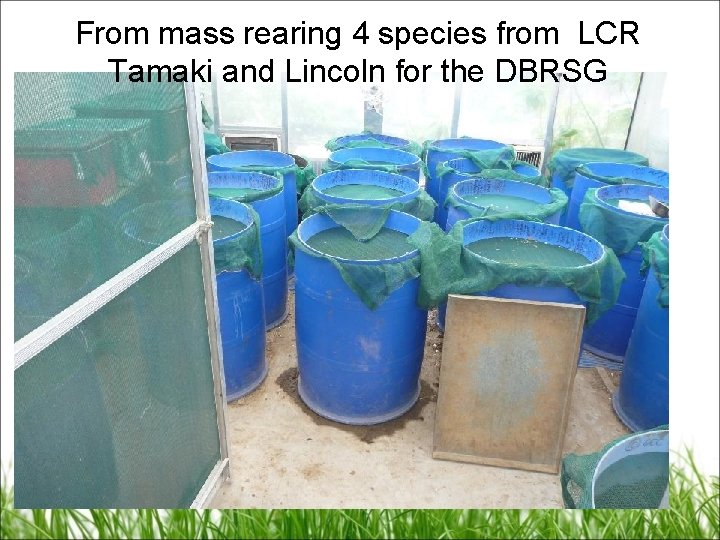 From mass rearing 4 species from LCR Tamaki and Lincoln for the DBRSG 