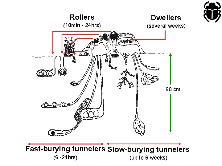 Rollers Dwellers (10 min - 24 hrs) (several weeks) 90 cm Fast-burying tunnelers Slow-burying