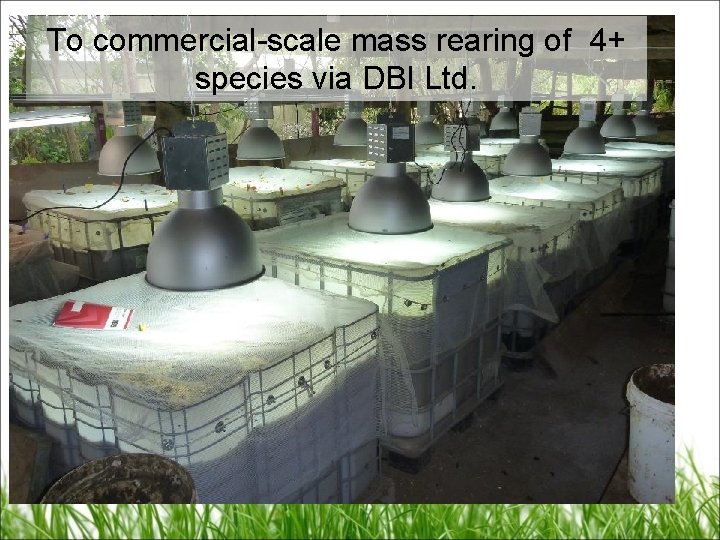 To commercial-scale mass rearing of 4+ species via DBI Ltd. 