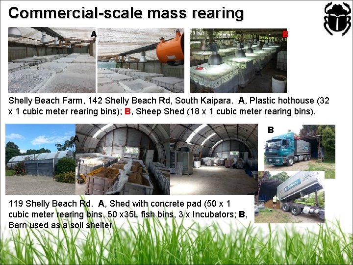 Commercial-scale mass rearing A B Shelly Beach Farm, 142 Shelly Beach Rd, South Kaipara.