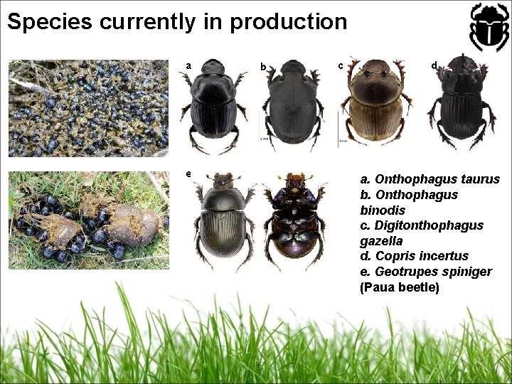 Species currently in production a e b c d a. Onthophagus taurus b. Onthophagus