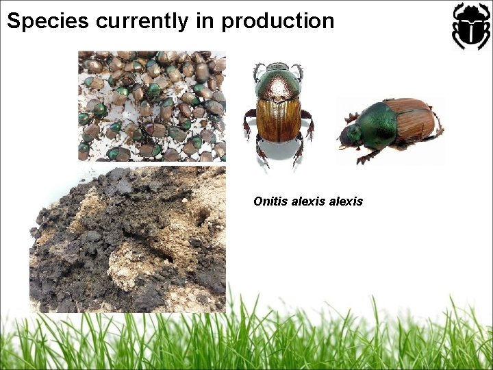 Species currently in production Onitis alexis 
