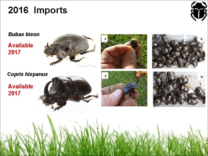 2016 Imports Bubas bison Available 2017 Copris hispanus Available 2017 