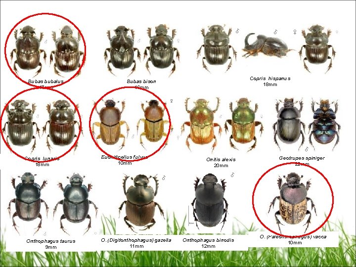 ♂ Bubas bubalus 17 mm ♂ ♀ Copris hispanus 18 mm Bubas bison 16