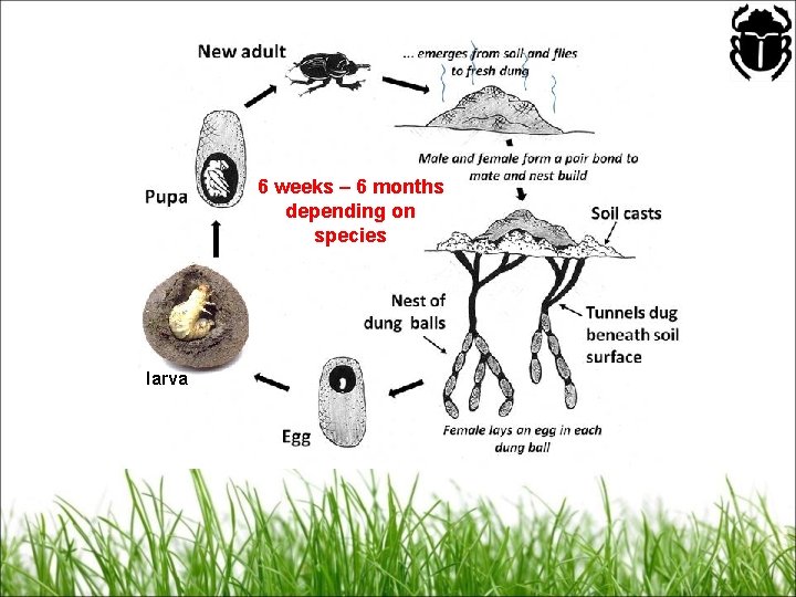 6 weeks – 6 months depending on species larva 