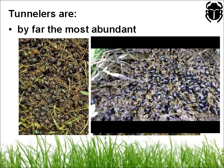 Tunnelers are: • by far the most abundant 