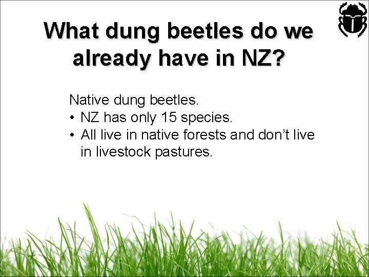 What dung beetles do we already have in NZ? Native dung beetles. • NZ