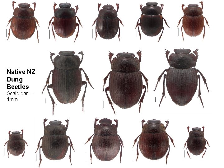 Native NZ Dung Beetles Scale bar = 1 mm 