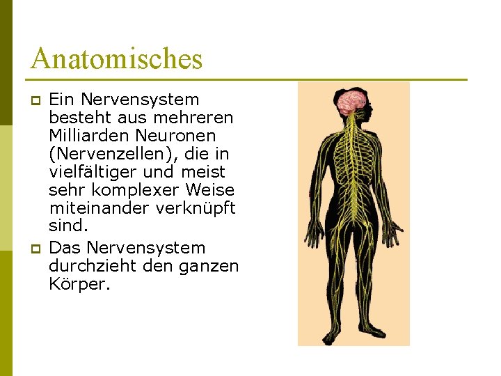 Anatomisches p p Ein Nervensystem besteht aus mehreren Milliarden Neuronen (Nervenzellen), die in vielfältiger