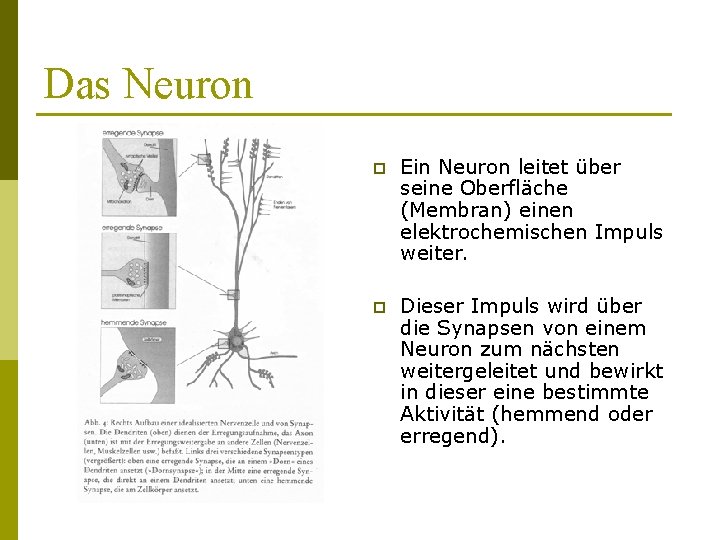 Das Neuron p Ein Neuron leitet über seine Oberfläche (Membran) einen elektrochemischen Impuls weiter.