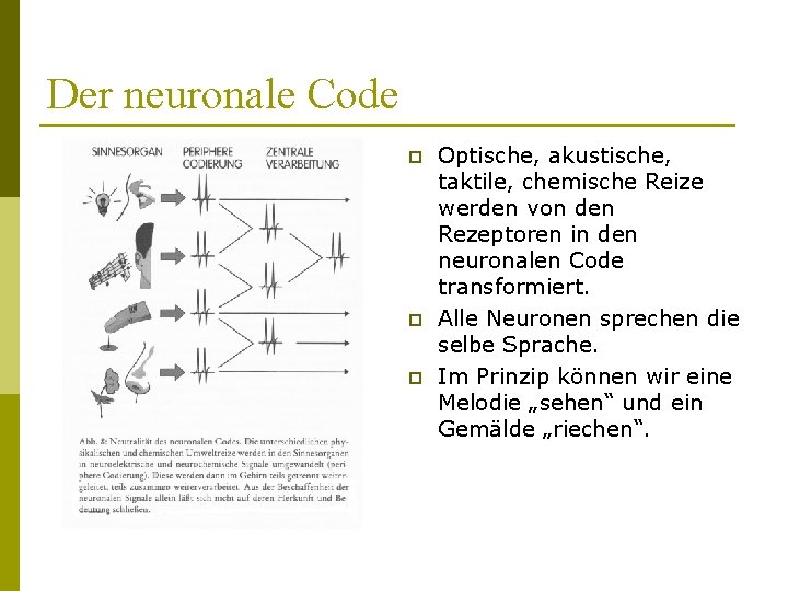 Der neuronale Code p p p Optische, akustische, taktile, chemische Reize werden von den