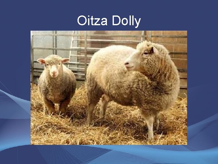Oitza Dolly 