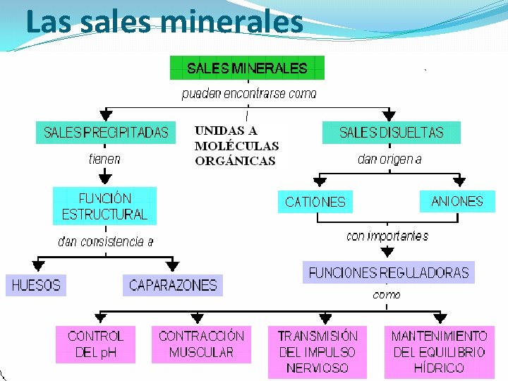 Las sales minerales 