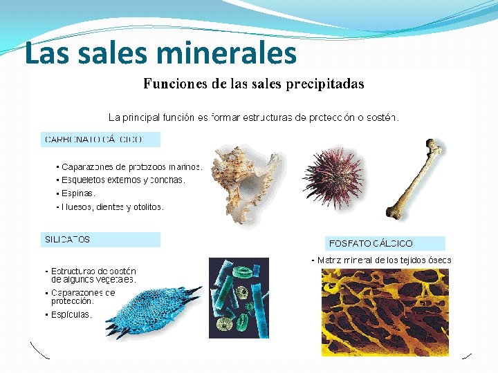 Las sales minerales 