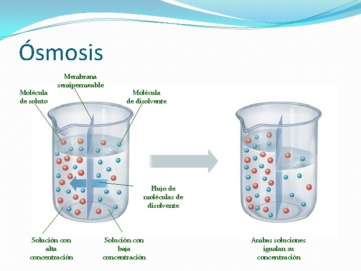 Ósmosis Molécula de soluto Membrana semipermeable Molécula de disolvente Flujo de moléculas de disolvente