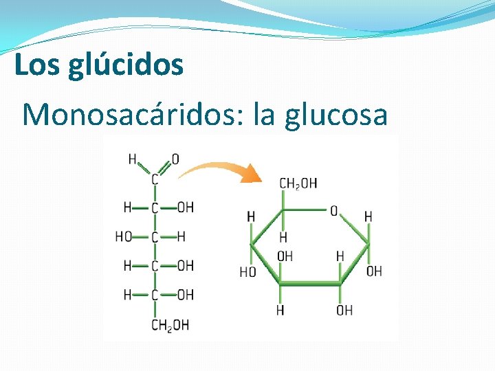 Los glúcidos Monosacáridos: la glucosa 