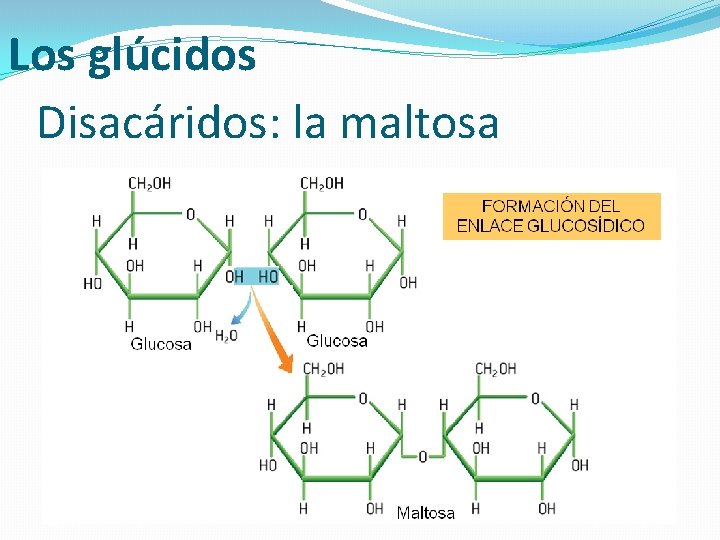 Los glúcidos Disacáridos: la maltosa 